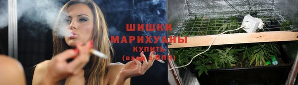 прущие грибы Алзамай