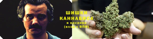 прущие грибы Алзамай